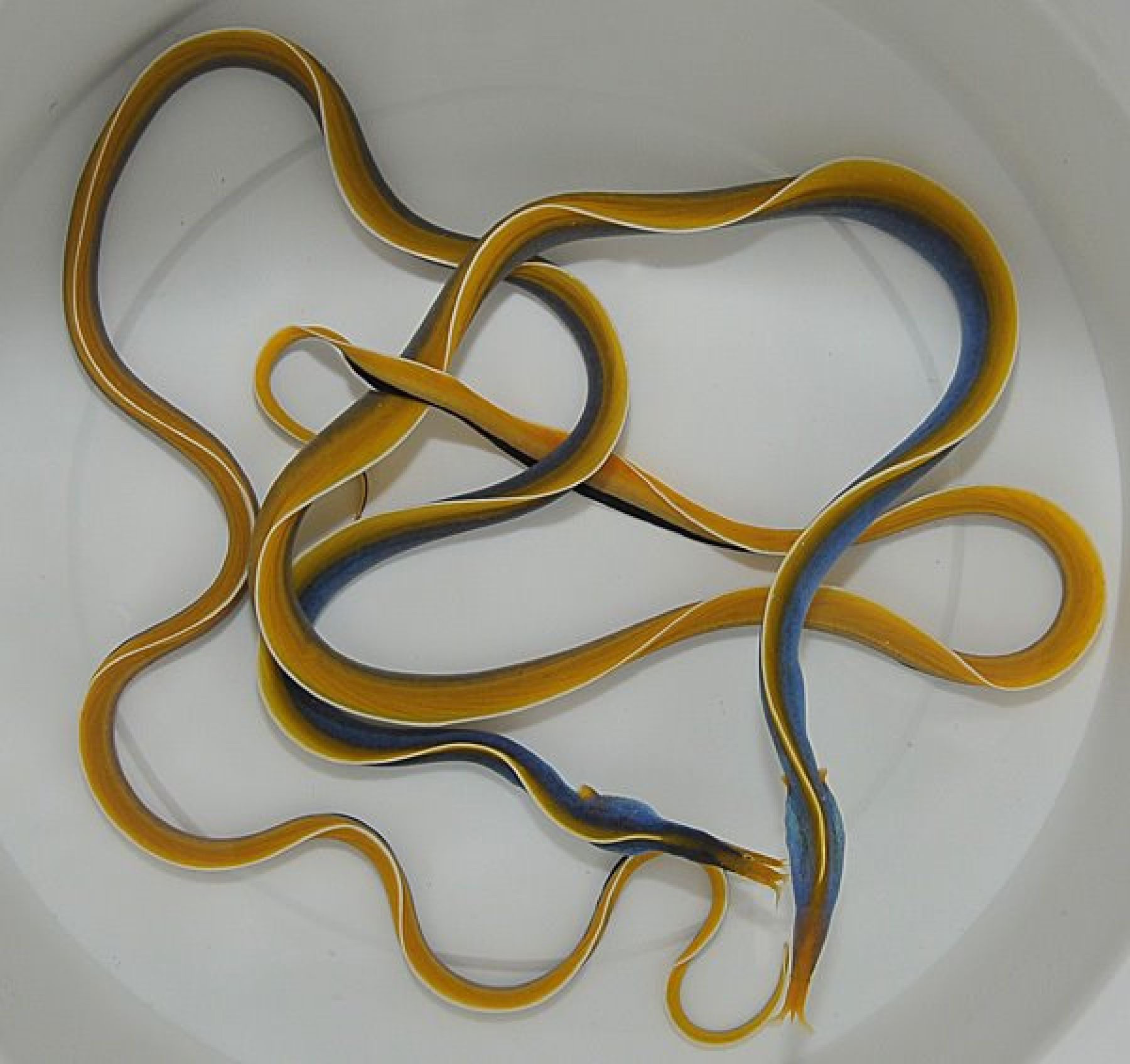 Rhinomuraena quaesita (Blau) Nasen-Muräne, Geistermuräne, Nasenmuräne